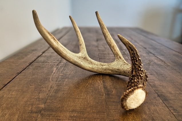 A single deer antler rests on a wooden surface. The antler has a rough texture, showcasing its natural, earthy tones. The wooden background features a rich, dark grain, providing a warm, rustic setting.