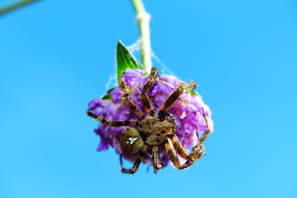 spider on flower