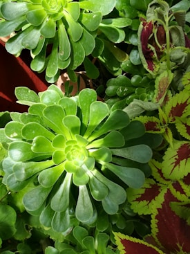 The image features a close-up of lush, green succulents with rosette-shaped leaves. The leaves are vibrant and smooth, radiating outwards from the center, and there is a plant with red and green variegated foliage nearby.