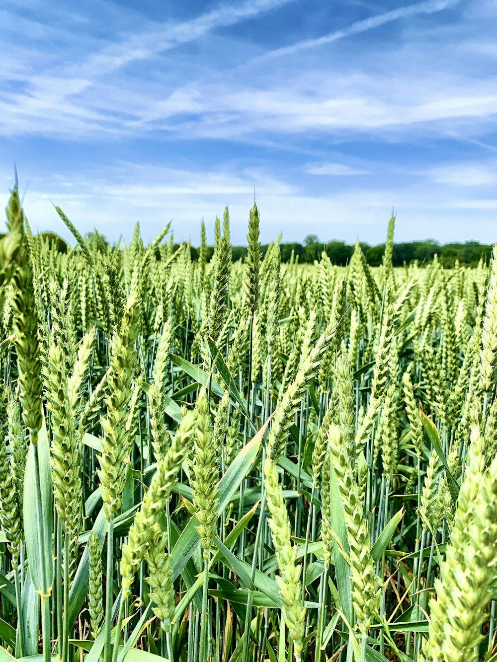 green rice field scenery