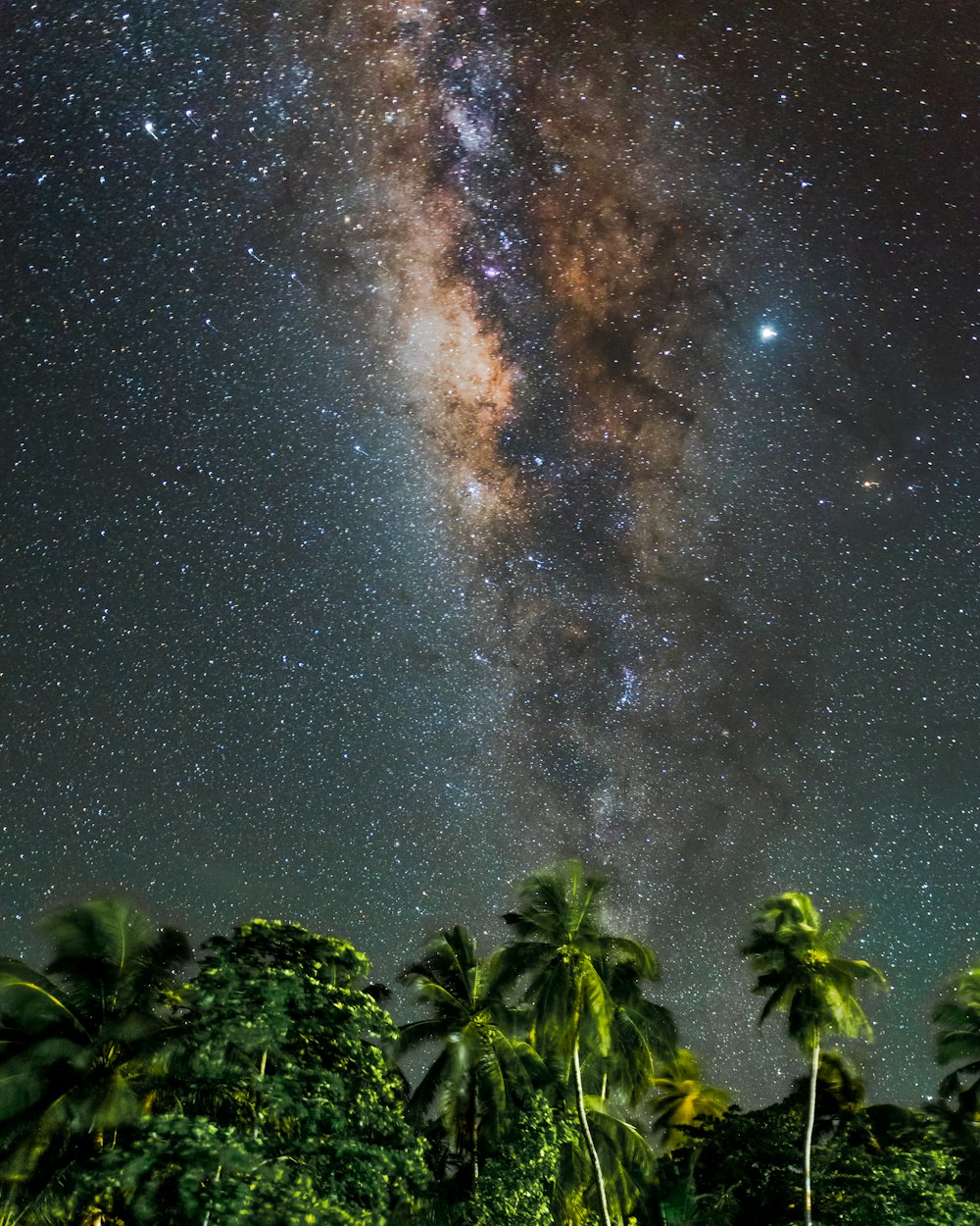 코코넛 야자수 위의 밤하늘에 은하수