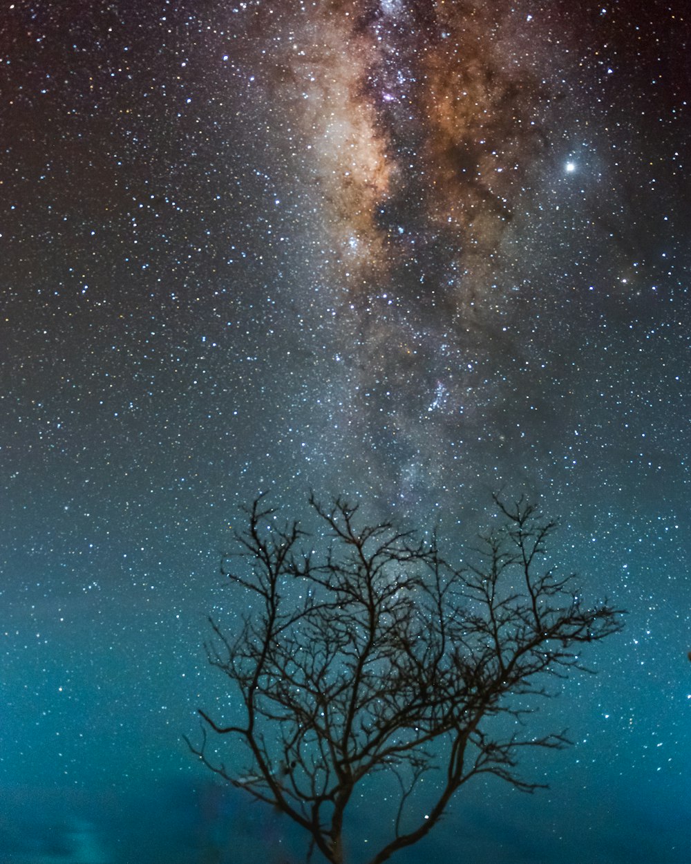 alberi spogli che mostrano le stelle di notte