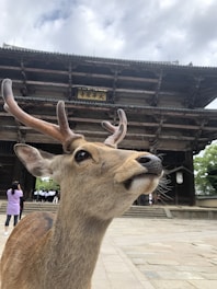 Traditional deer roaming freely in Nara Park with historic temples in the background.