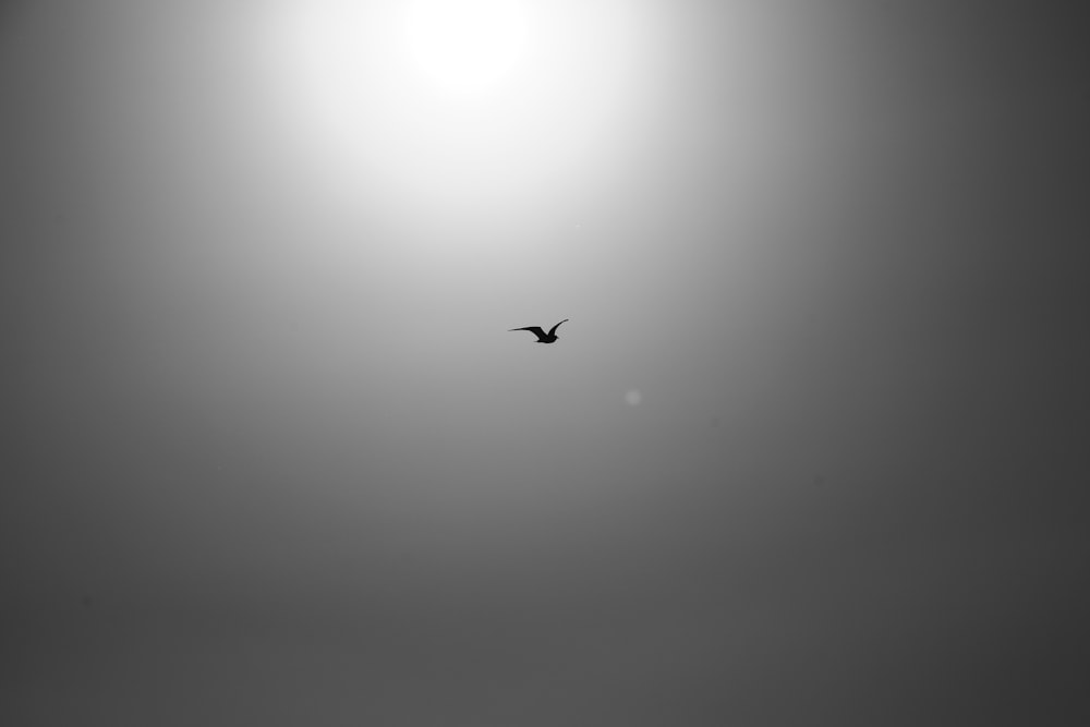 uma foto em preto e branco de um pássaro voando no céu