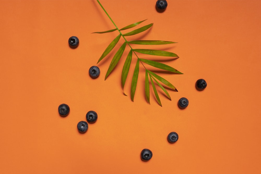 green leaves and blackberries