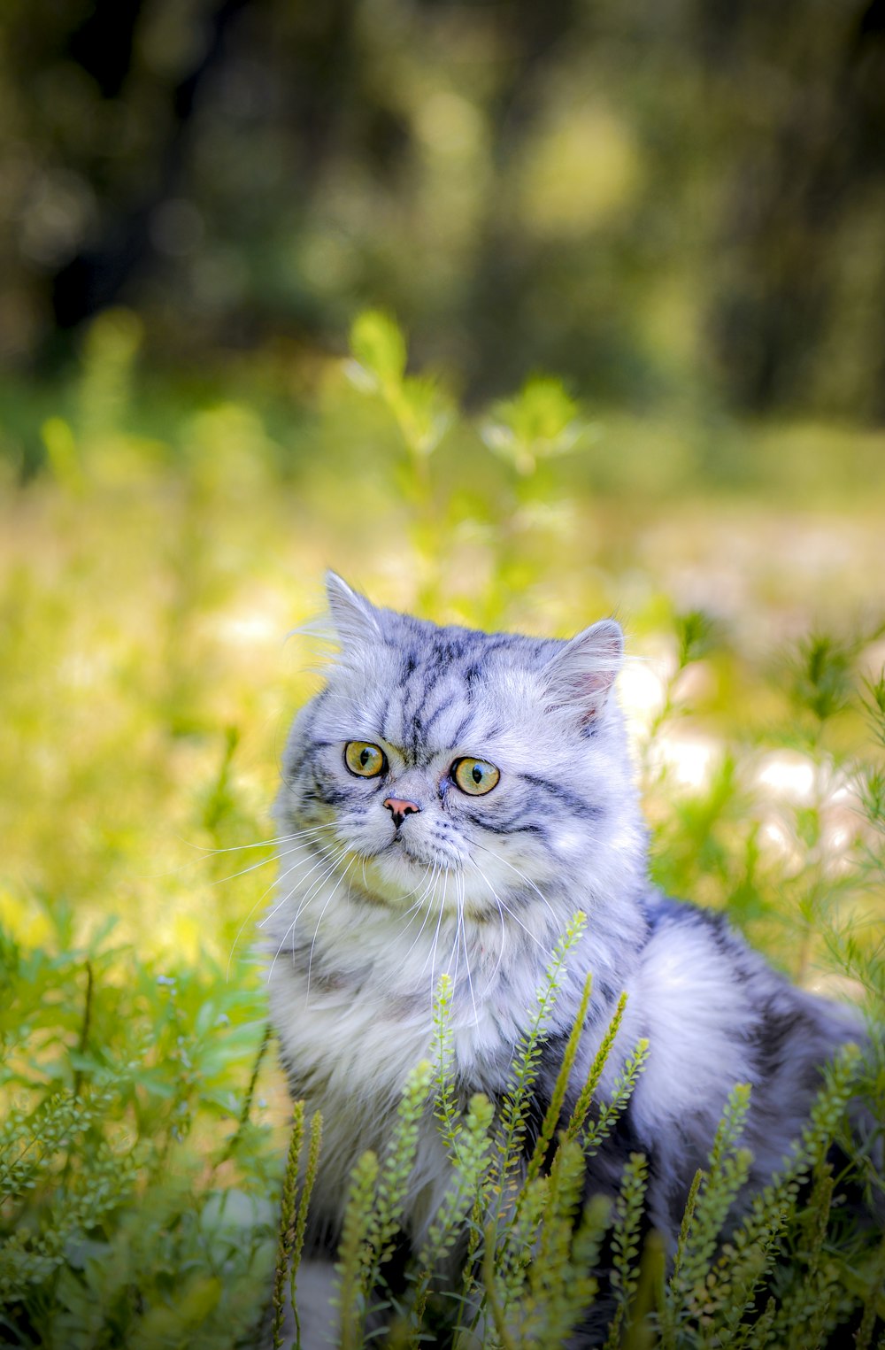 long-fur white and blue cat