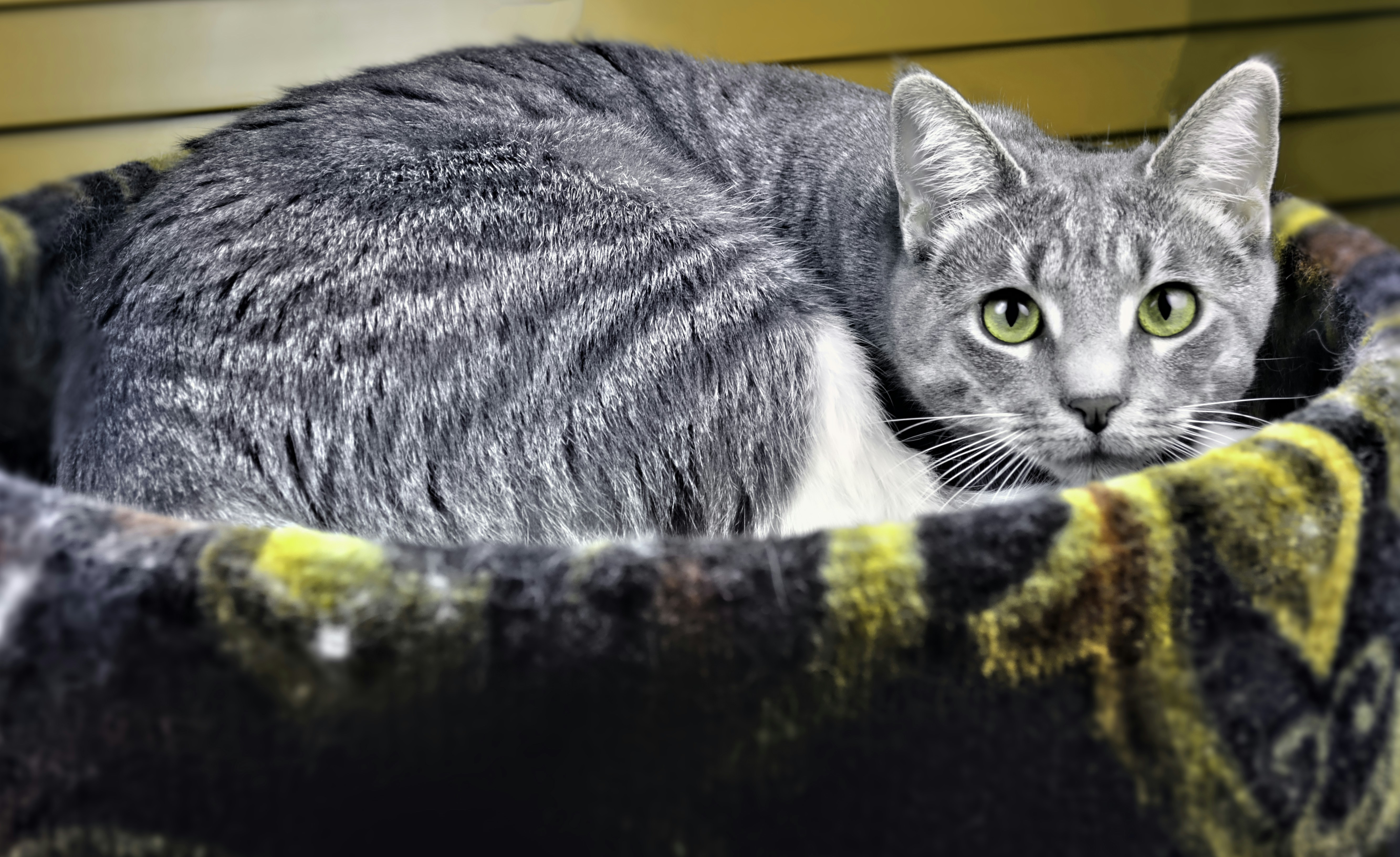 Cozy Pet Essentials