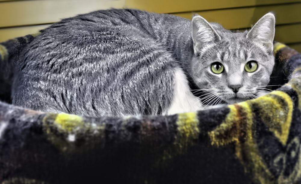 gato cinza de pelagem curta deitado na cama do animal de estimação