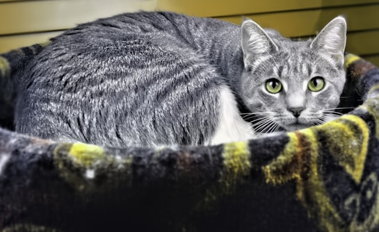 A gray tabby cat with bright green eyes is curled up in a plush, patterned cat bed. The cat has a focused, calm expression and the fur appears soft and well-groomed. The background is composed of horizontal wooden slats.
