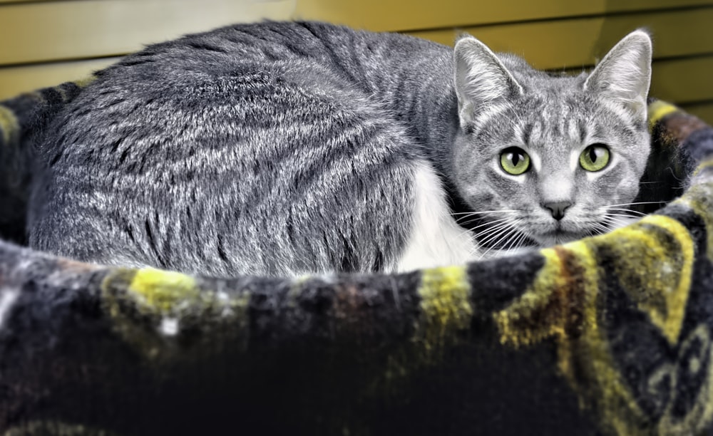 short-coated gray cat lying on pet bed