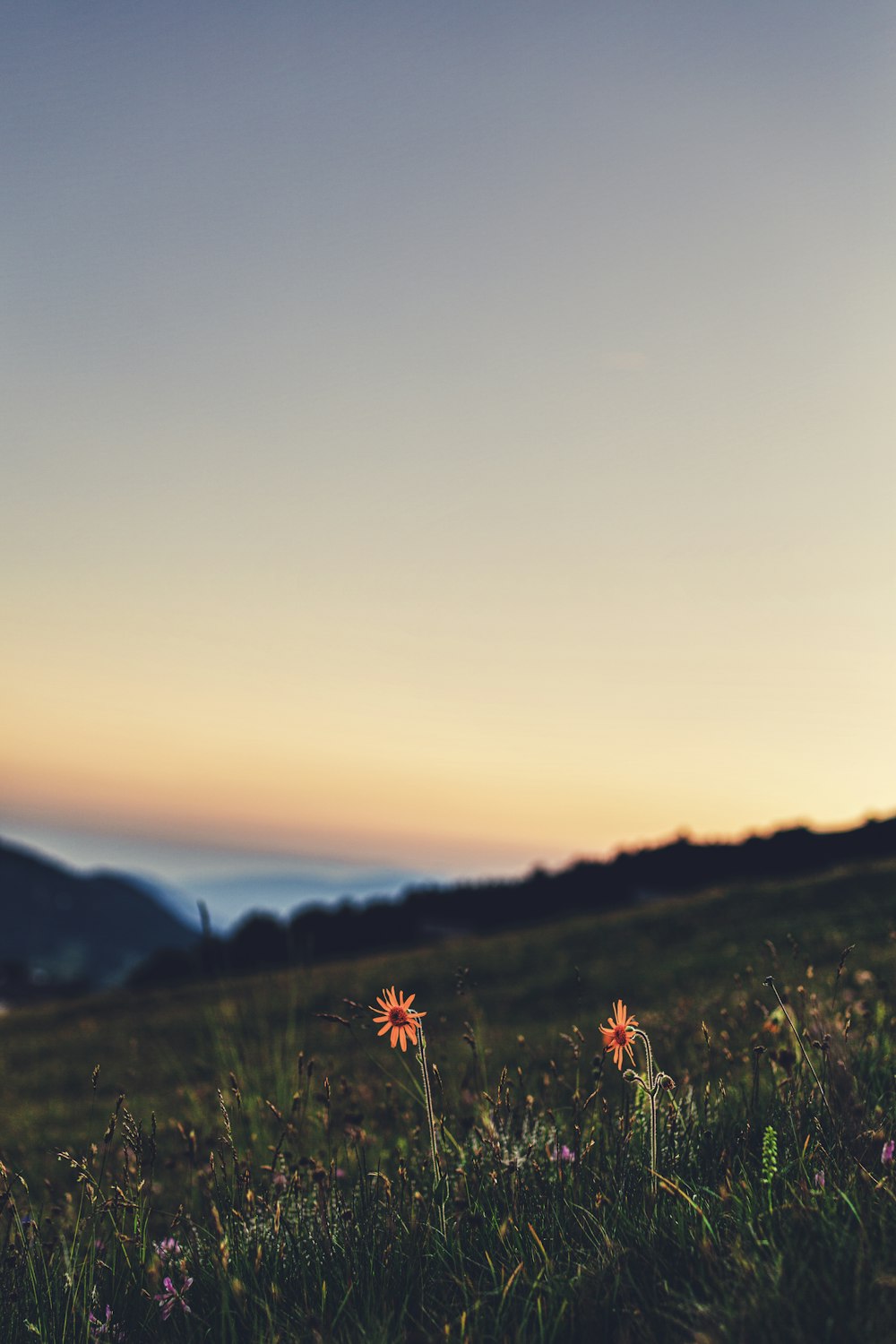 yellow petaled flower bloom during golden hour