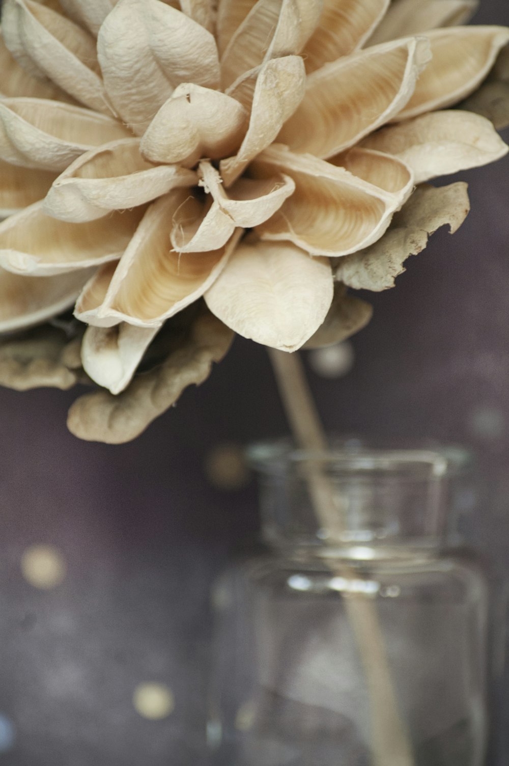 beige flower on clear glass vase