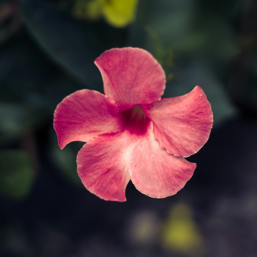 pink petaled flower