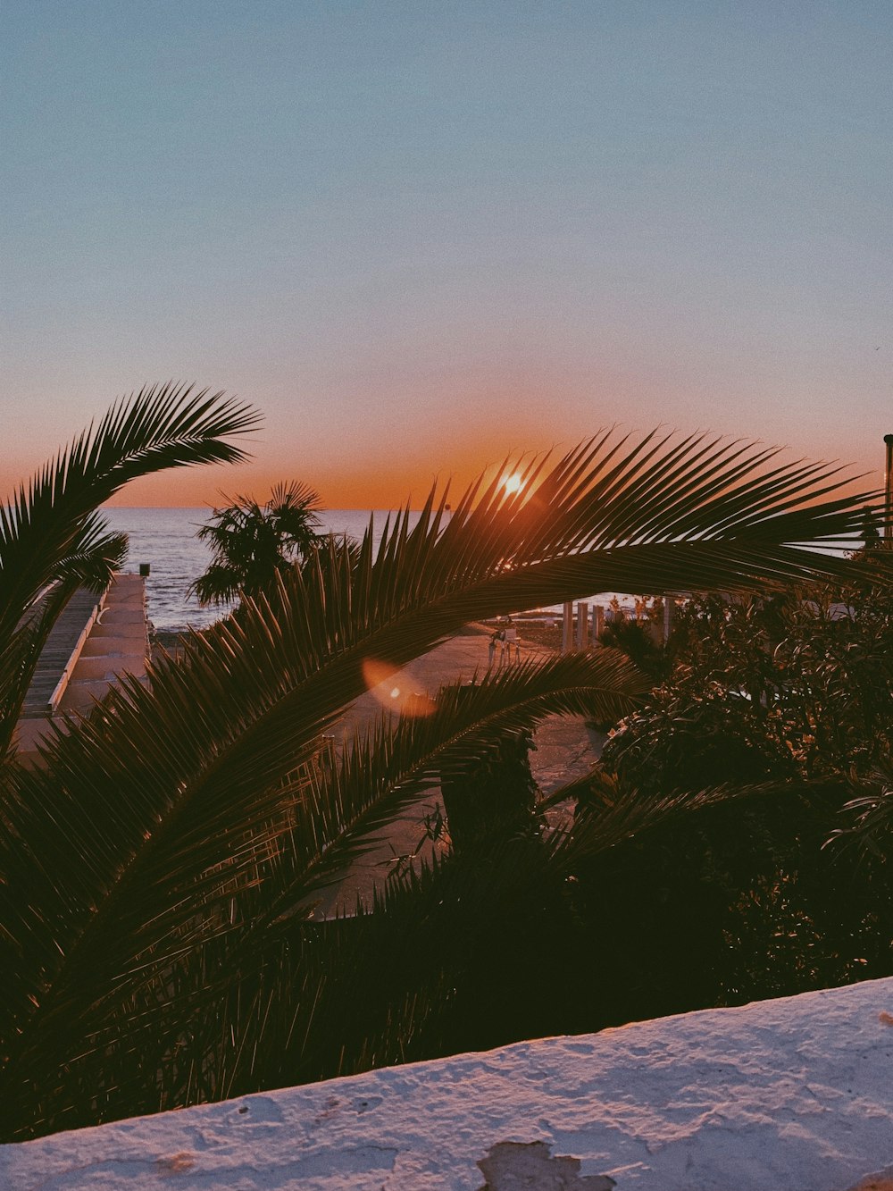 green-leafed palm plant during golden hour