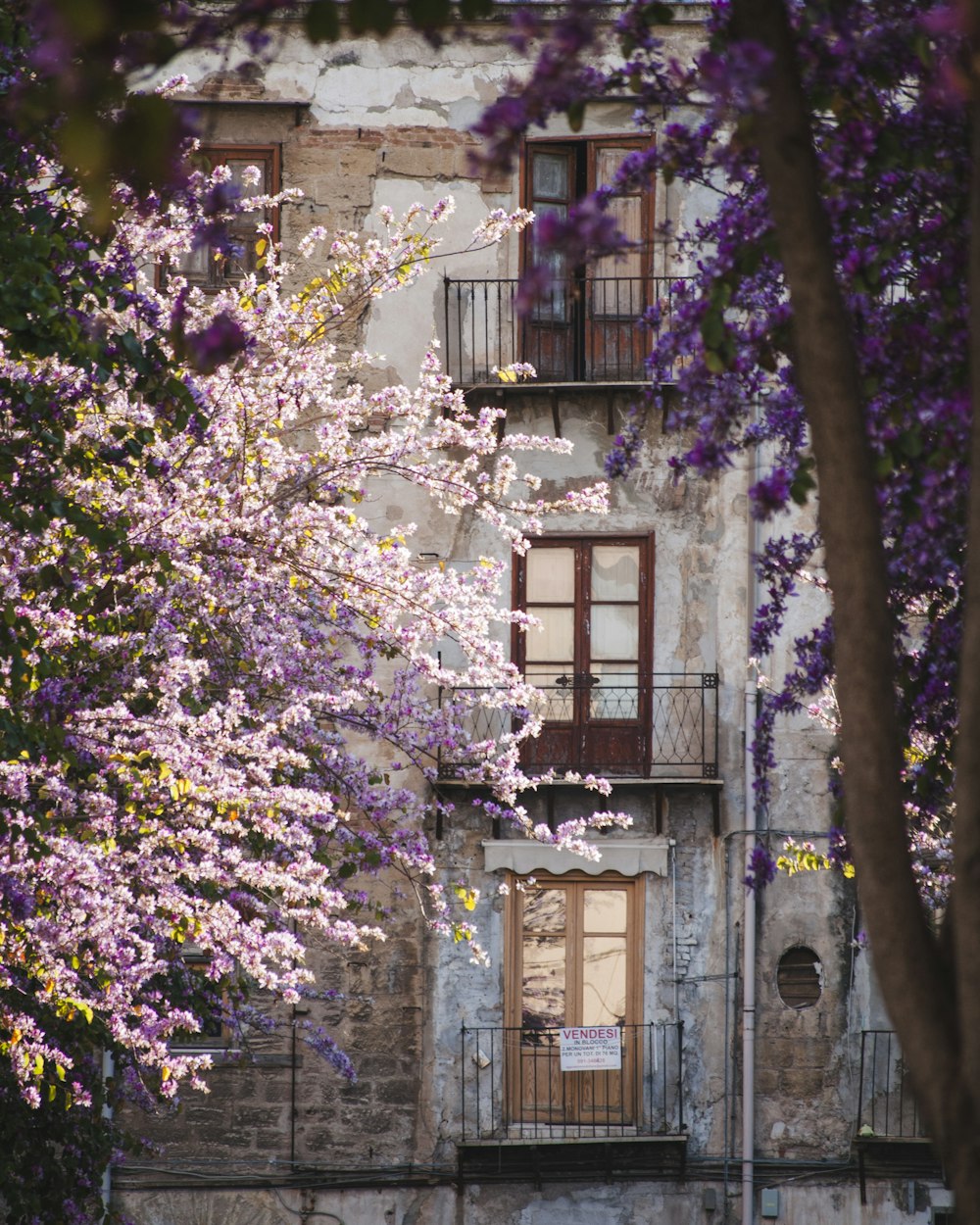 shallow focus photo of pink cherry blossom tree