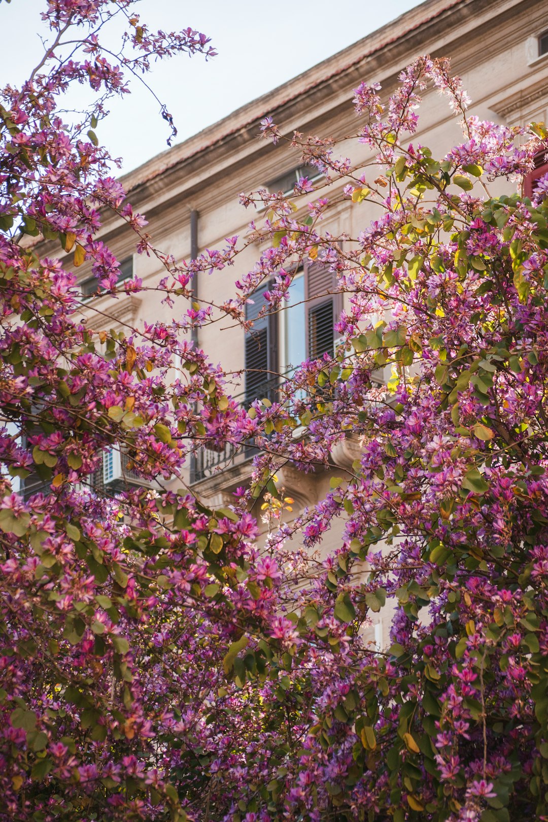 pink-petaled flowers