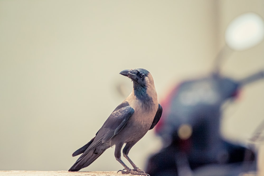 black and white crow focus photography