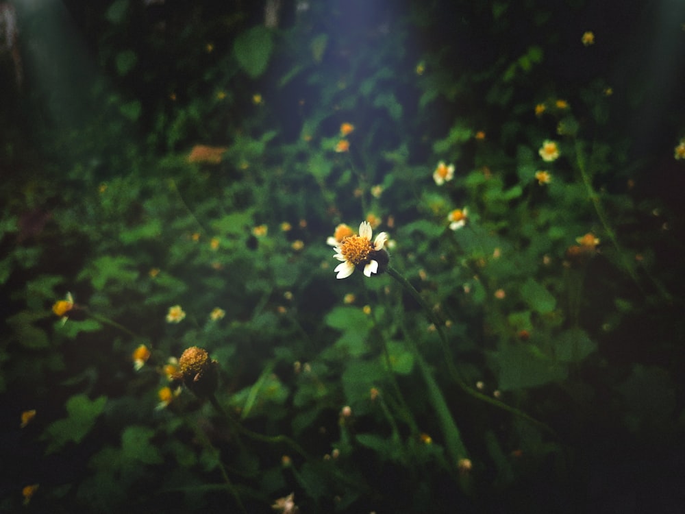 shallow focus photography of green-leafed plant with white flowers