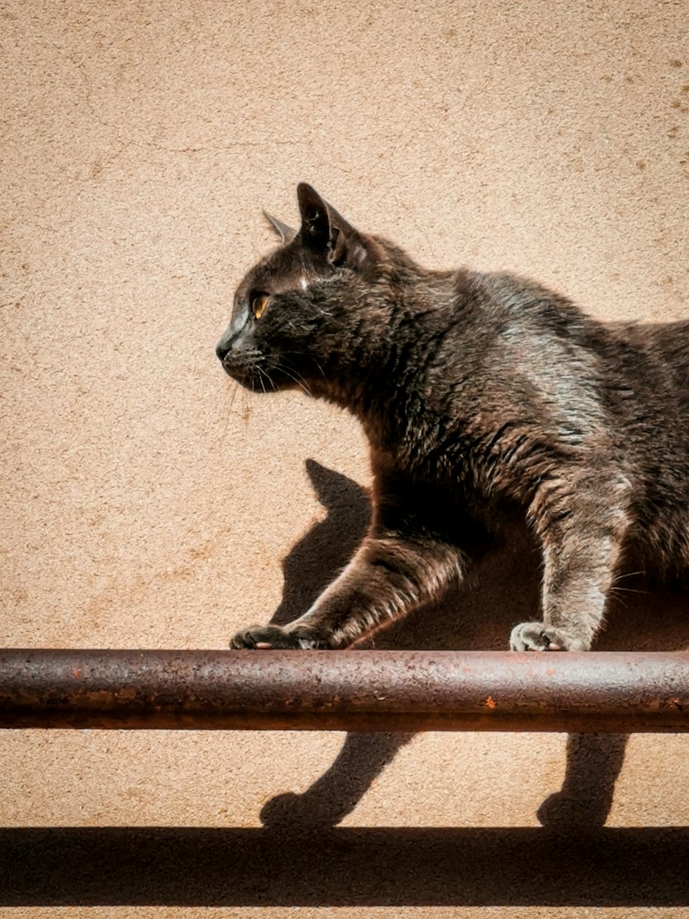 Photo de chat gris