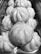 A close-up view of several steamed dumplings arranged in overlapping rows. The dumplings have a smooth, glossy texture with distinct pleats creating a ridged pattern on their surface.