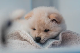 A fluffy Yorkshire Terrier puppy resting comfortably on a soft blanket