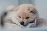A cute puppy resting on a soft blanket.