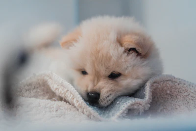 Soft-focus shot of the puppy curled up on a cozy blanket.