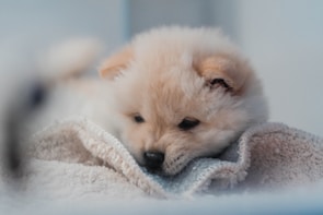 A cute puppy resting on a soft blanket.