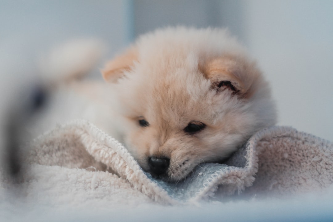 shallow focus photography of puppy
