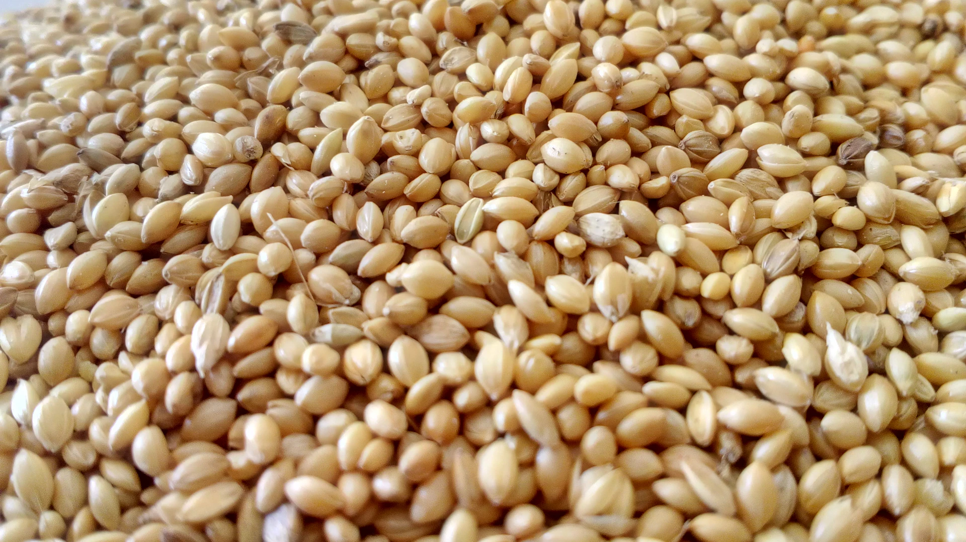 Alimentos Secos
