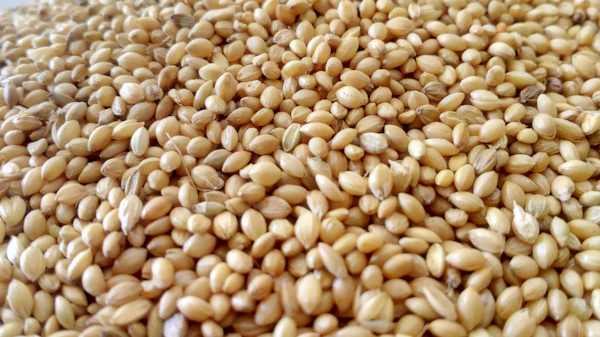 Grãos e Cereais