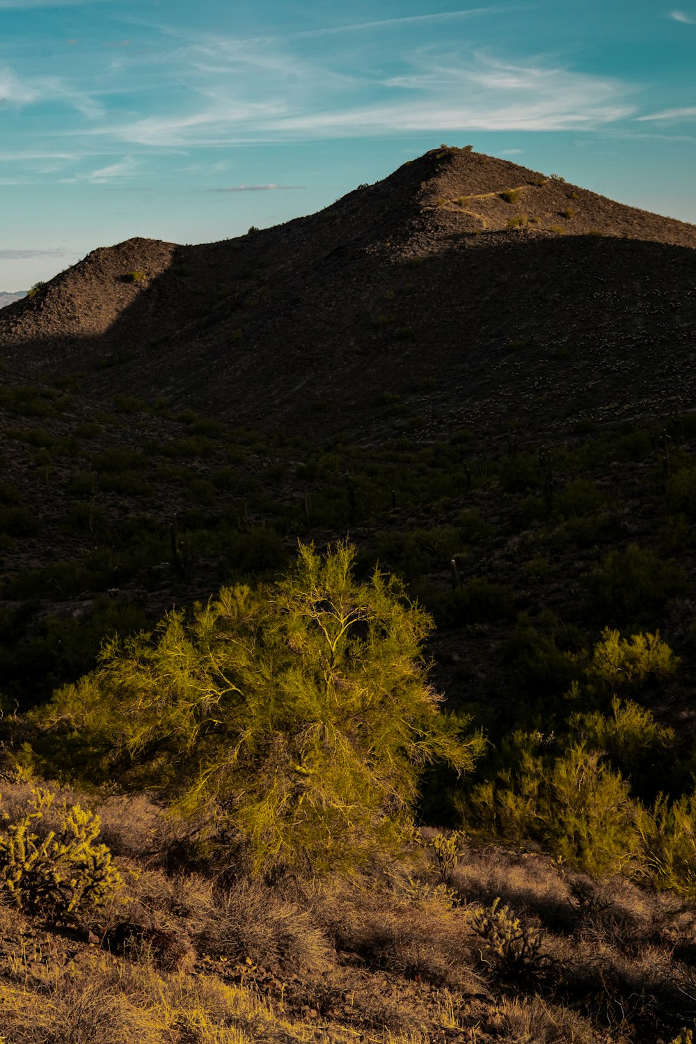 a hill with a tree in the foreground