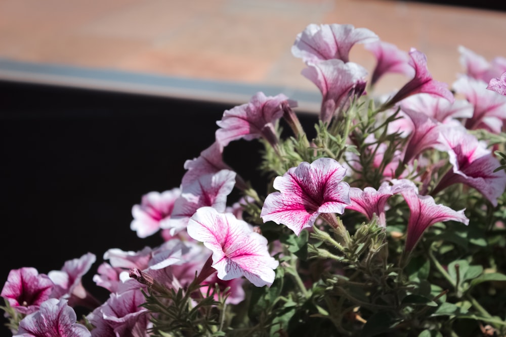 white and pink petaled flower