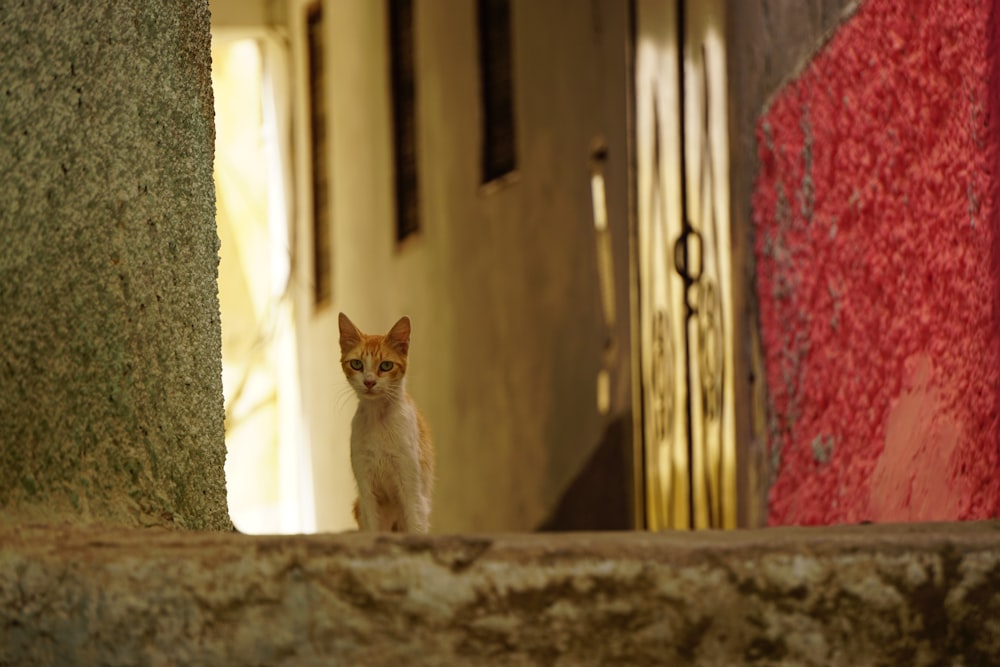 shallow focus photo of white and orange cat