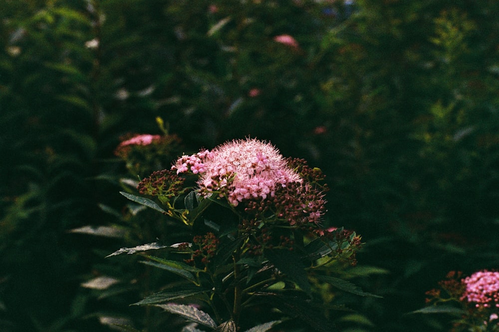 pink petaled flower bloom during daytime