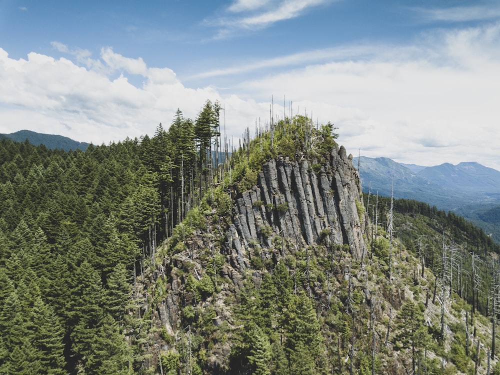 trees covered mountain