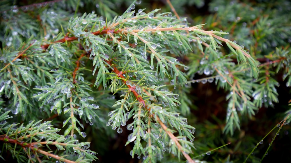 water dew on green pine needles