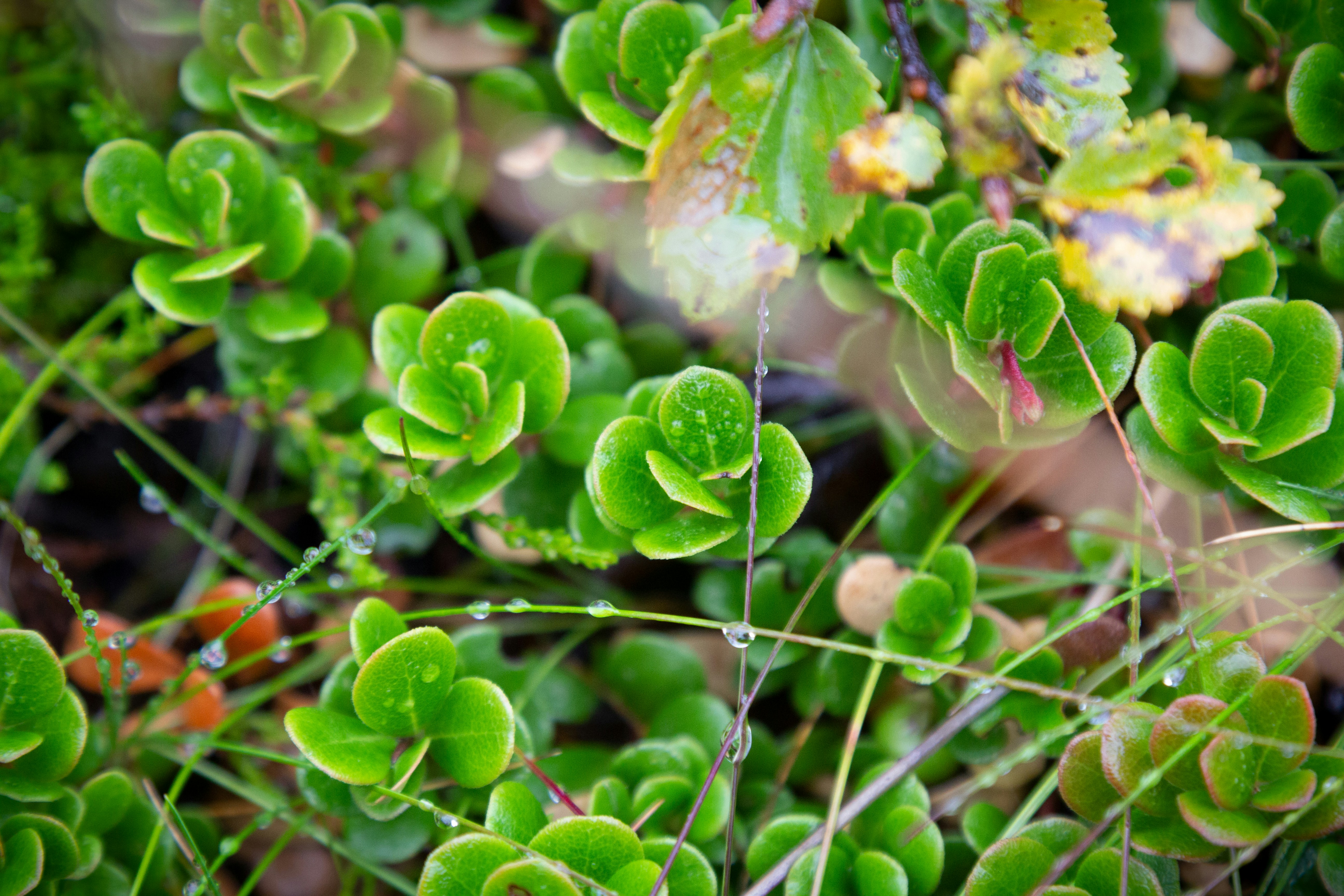 Photo by sandymoonlight