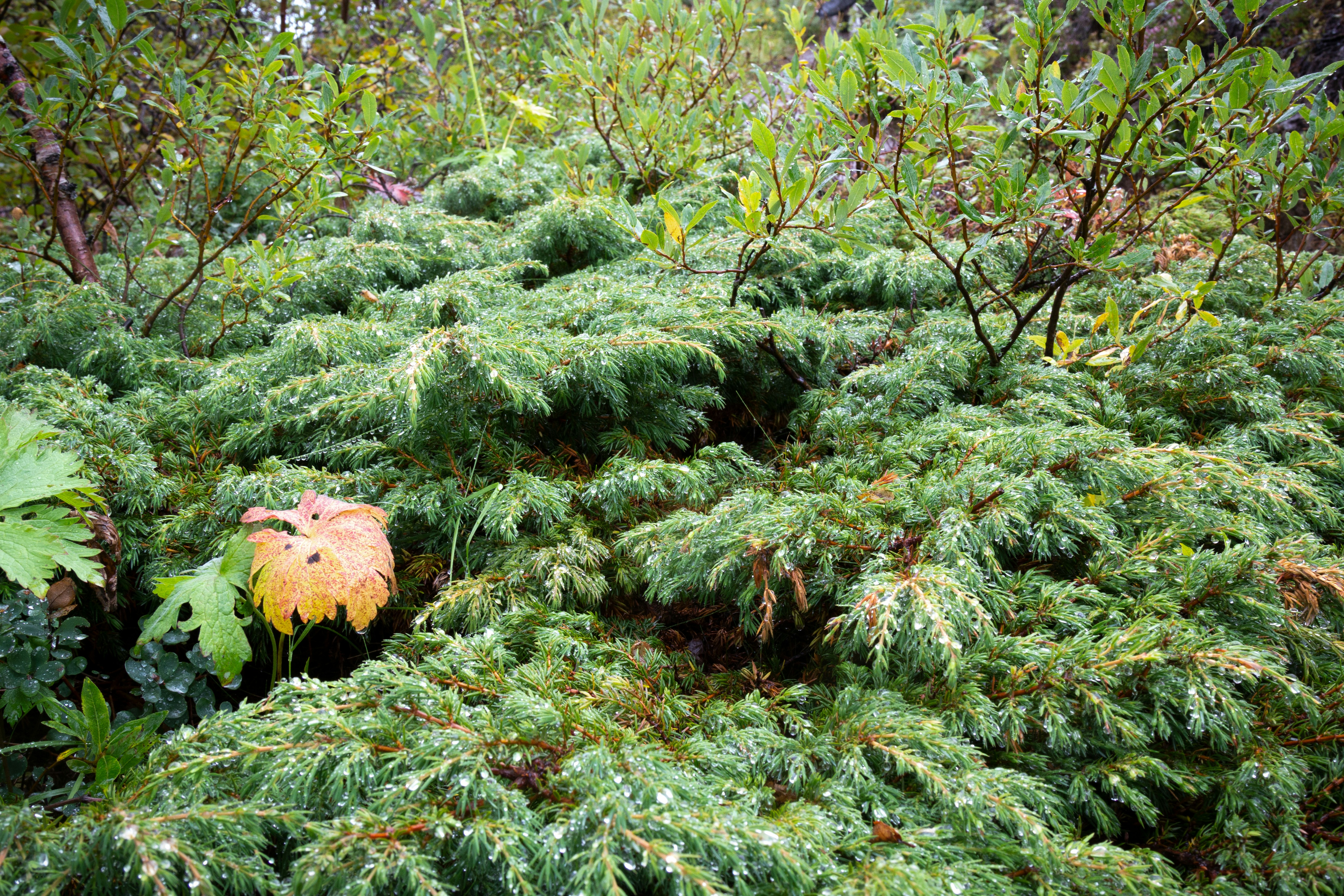 Experienced Southland contract tree climber and arborist's image