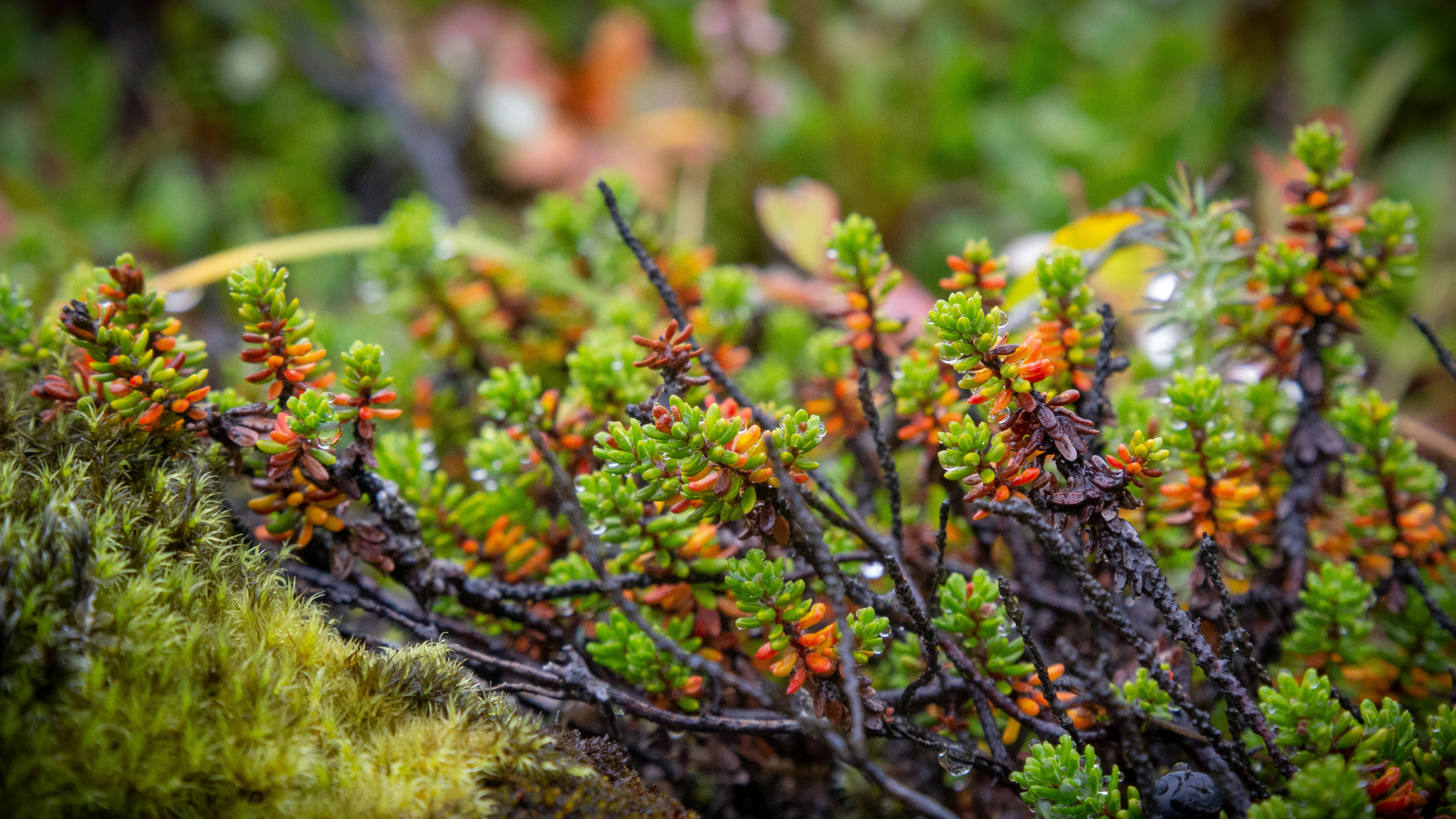 Photo by sandymoonlight