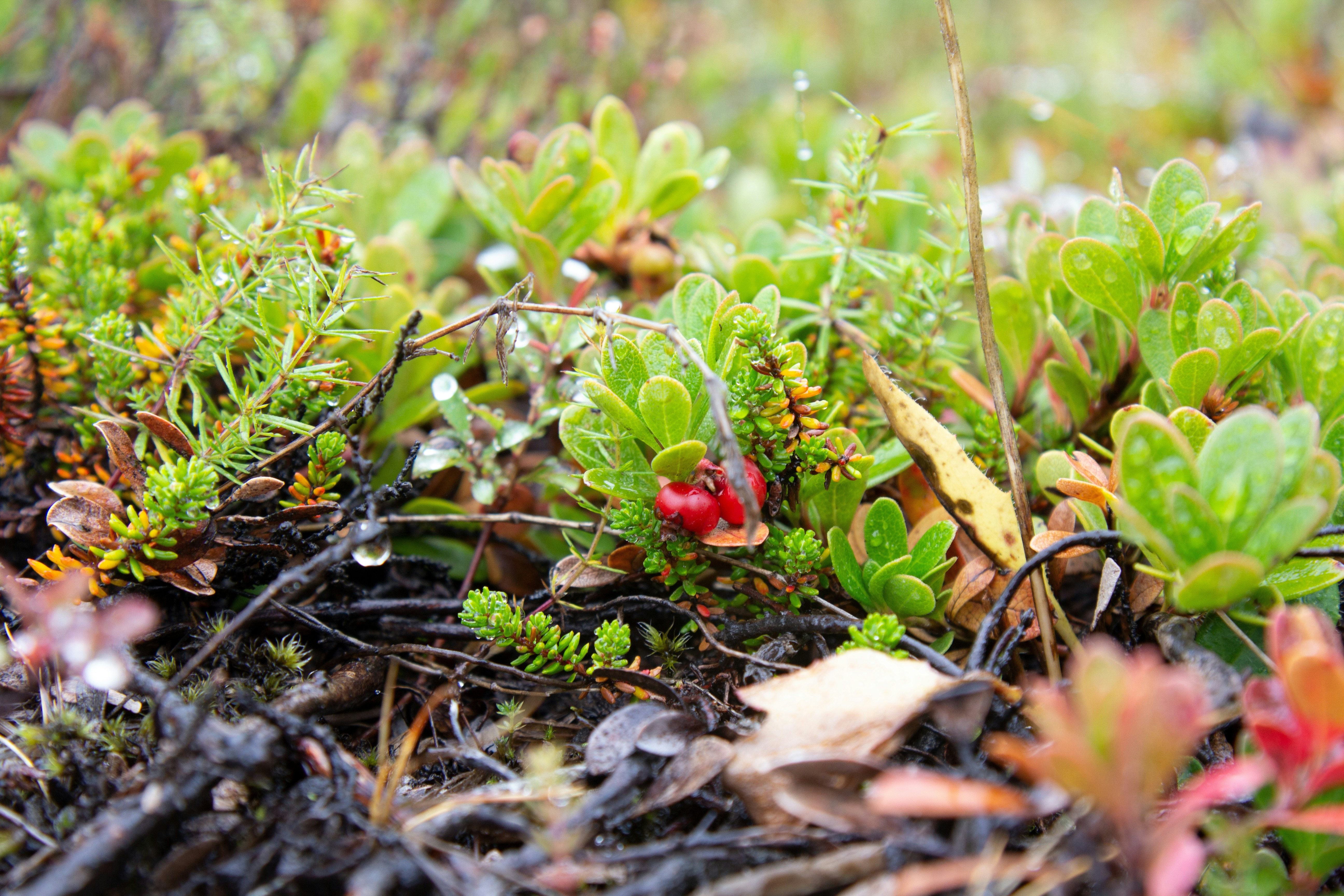 Photo by sandymoonlight