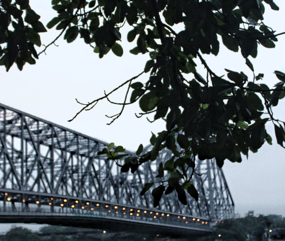 gray steel bridge near green leaf tree