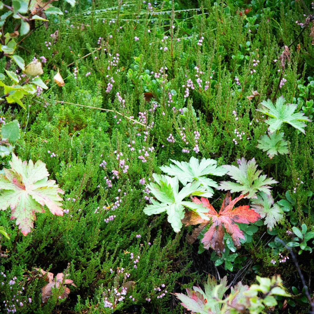 green leafed plants