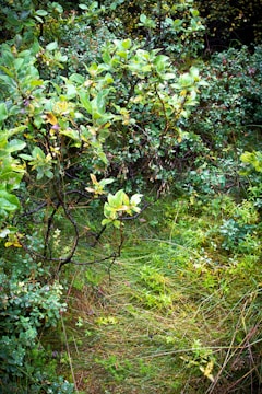Lush greenery with vibrant leaves and grass, featuring a thick growth of shrubs and plants in a natural setting. The area is densely packed with various shades of green and hints of yellow, suggesting a thriving ecosystem.
