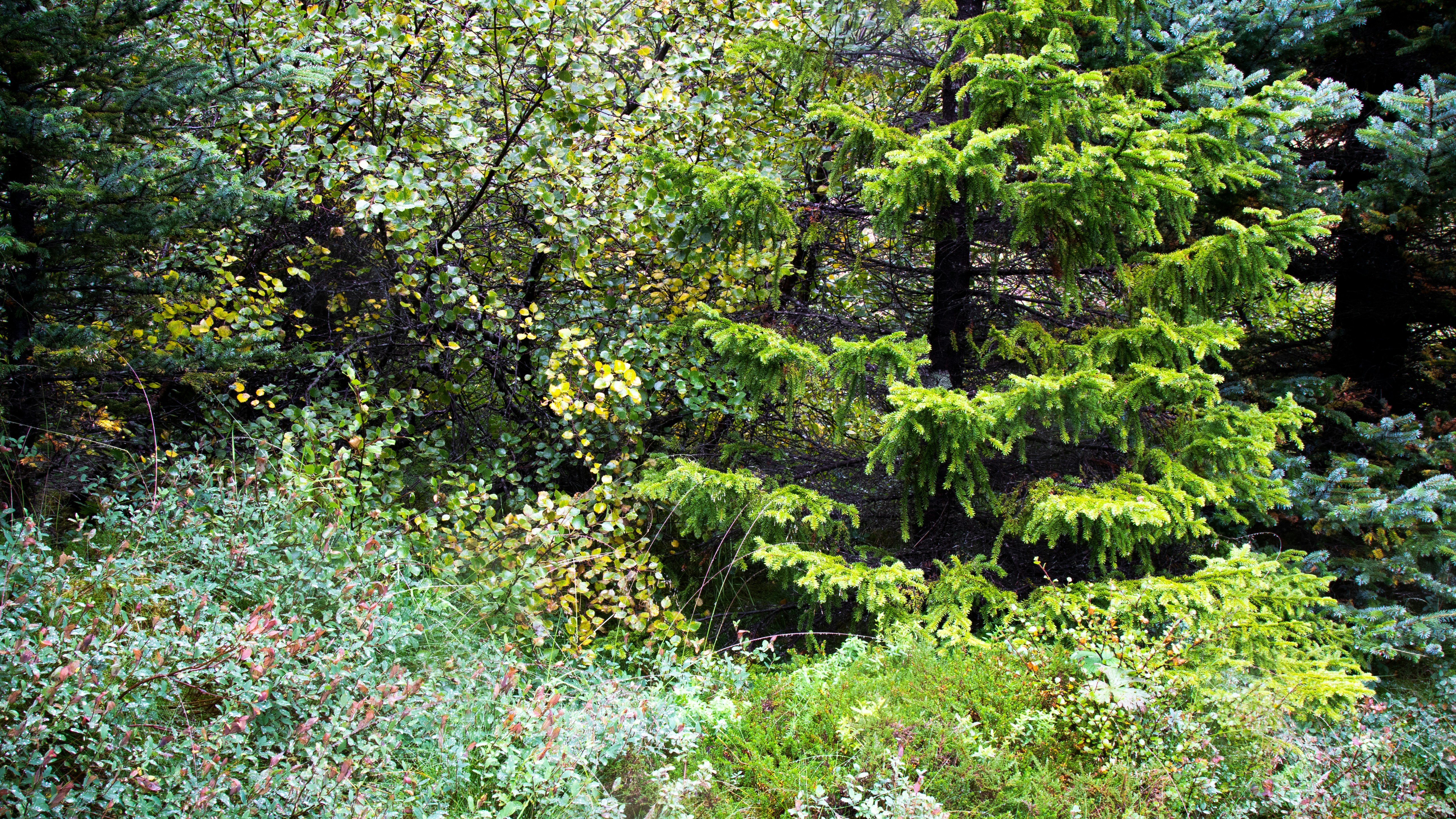 Photo by sandymoonlight