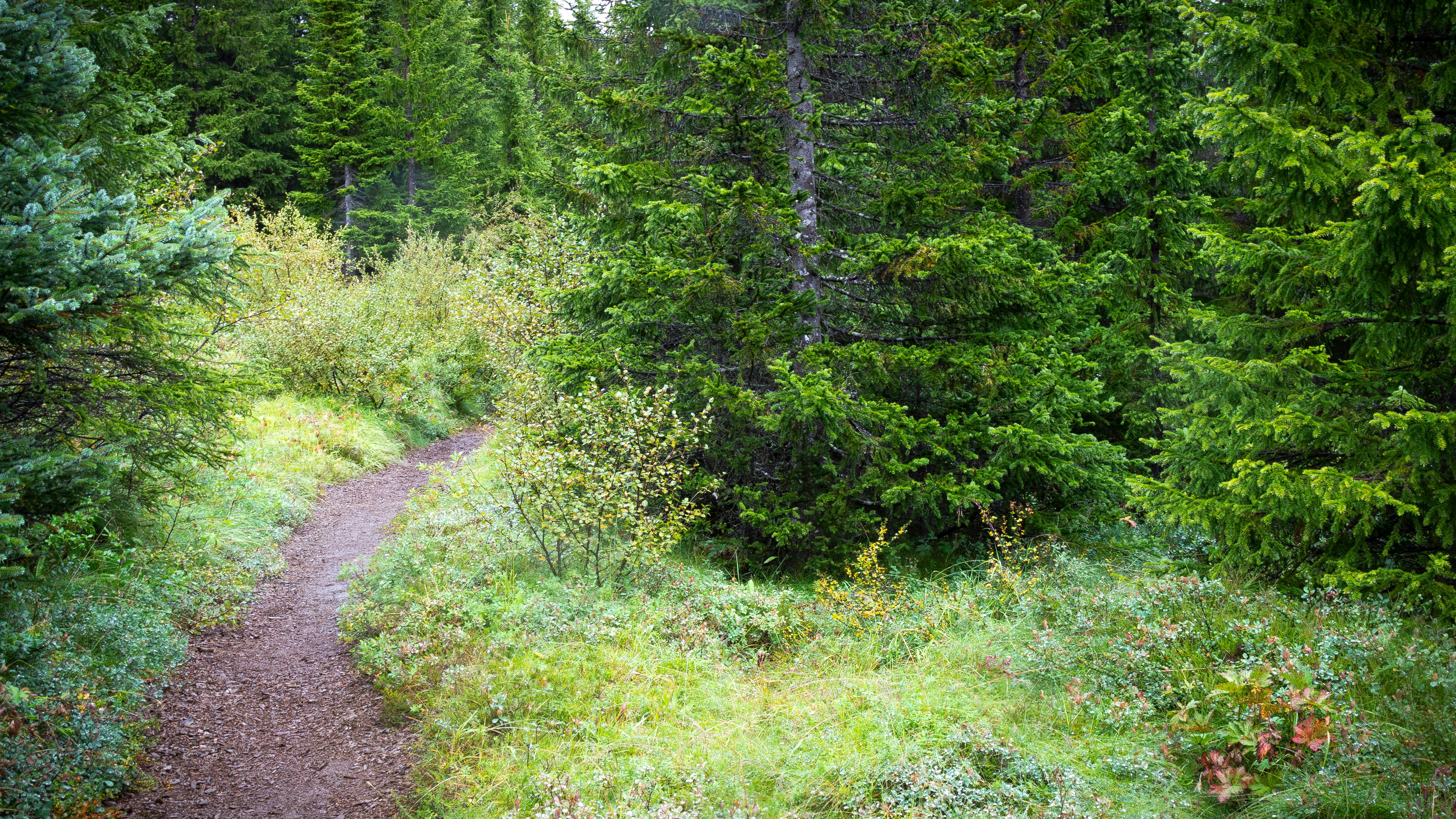 dirt road beside green grass and trees