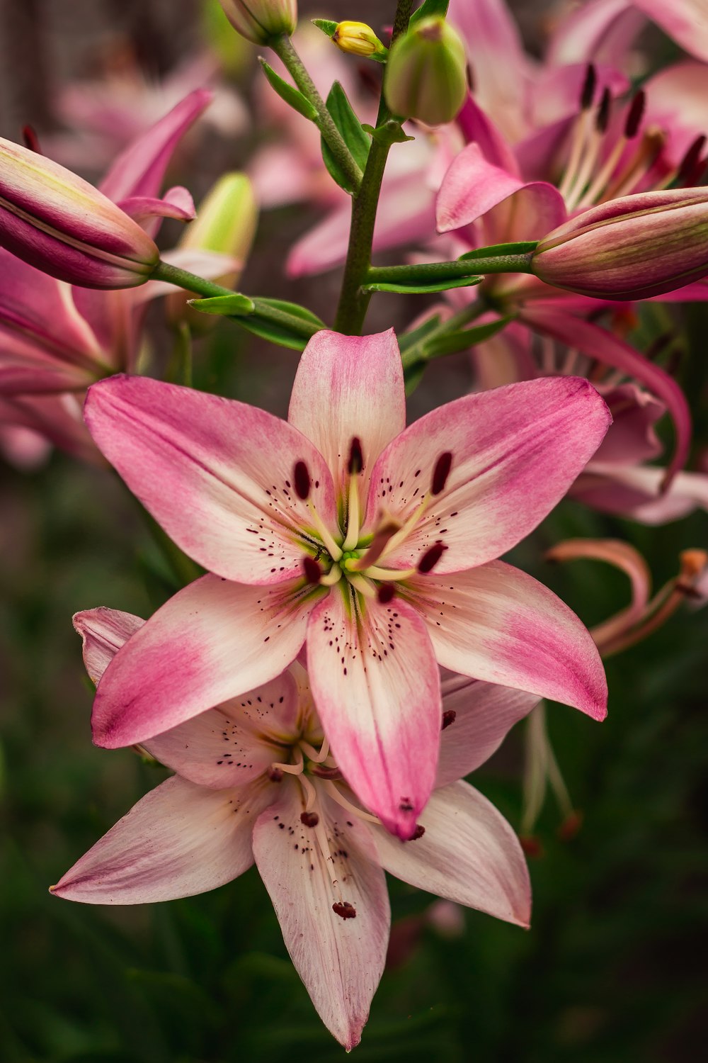 selective focus photography of pink flower