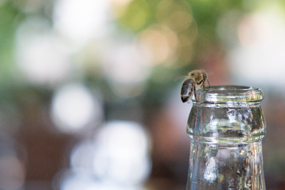 focus photography of bee