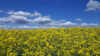 A vast field of bright yellow flowers under a clear blue sky dotted with puffy white clouds.