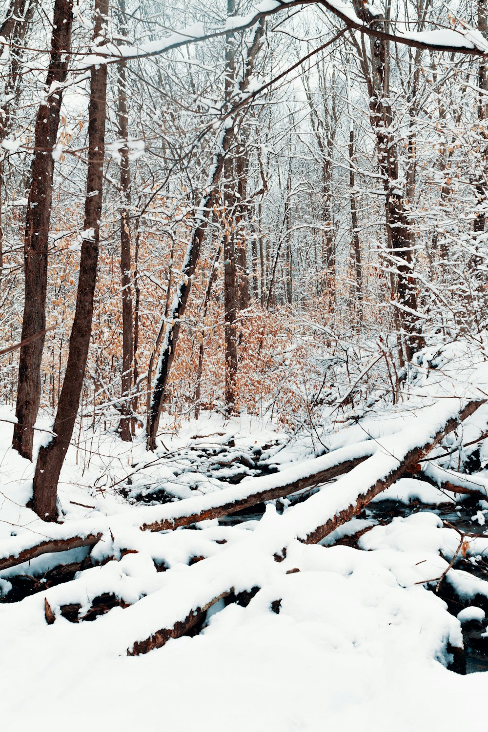 snow covered trees